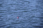 Fishing Bobber