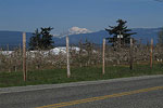 Mt. Baker