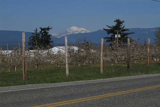 Mt. Baker