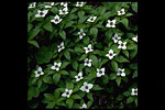 Wildflowers