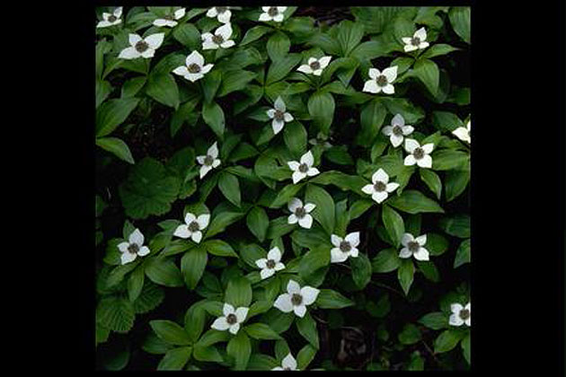 Wildflowers