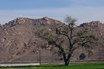 Mount Rubidoux