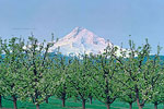 Mt Hood East
