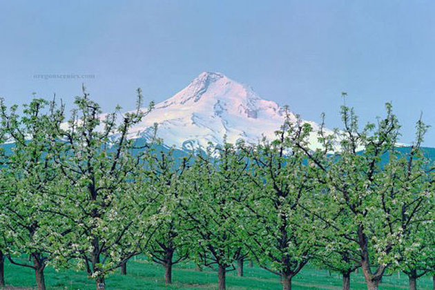 Mt Hood East
