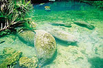 Manatees Homossassa Springs