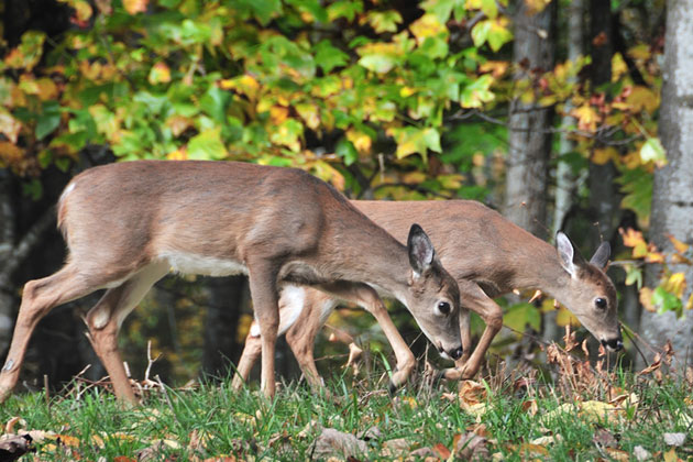 Cute Residents