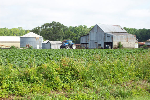 Farm Life