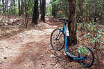 Biking the Woods