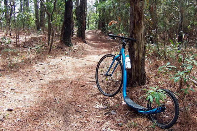 Biking the Woods