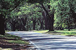 Tallahassee canopy road
