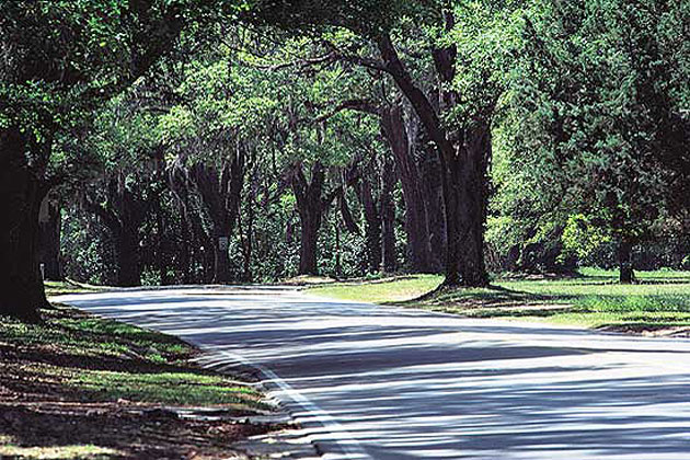 Tallahassee canopy road