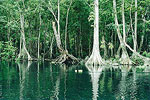 Wakulla River