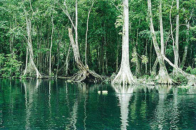 Wakulla River