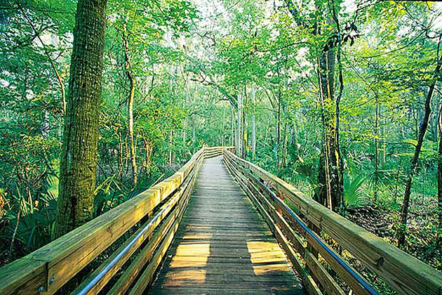 Apalachicola National Forest