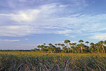Everglades