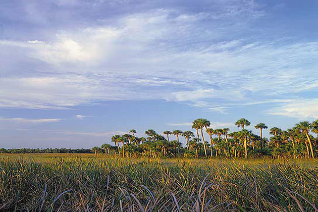Everglades
