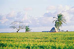 Everglades  
