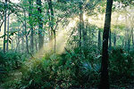 Ocala National Forest