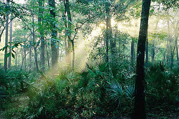 Ocala National Forest