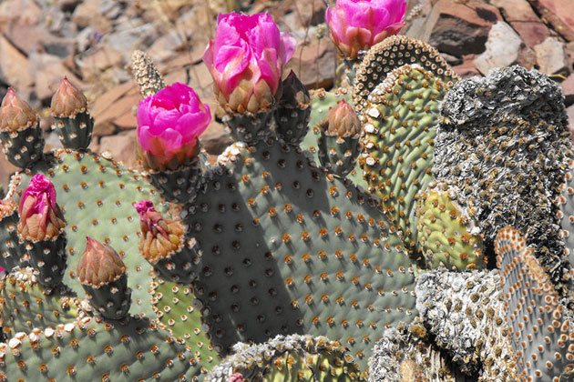 Desert Beauty