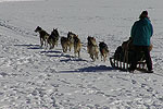 Lake Placid Dogsled