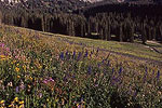 Albion Basin