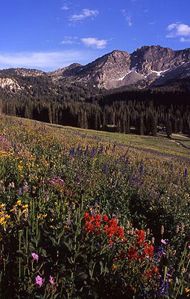 Albion Basin