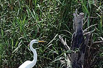 Neches Egret