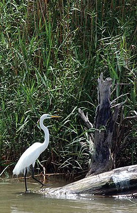 Neches Egret