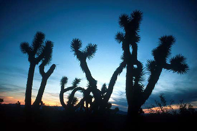 Joshua Trees near Alamo