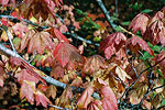 Fall Scenery