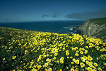 Pt Reyes Seashore