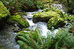Tranquil Places