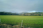 Greener Pastures