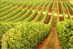 Oregon Vineyard