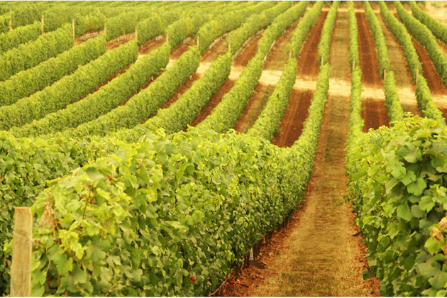 Oregon Vineyard