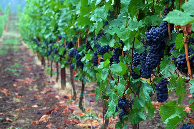 Pinot Perfection