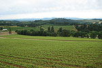 Lush and Green