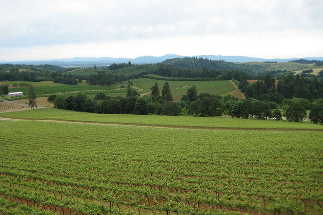 Lush and Green