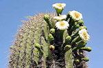 Flowering Cactus