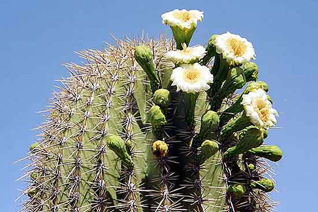 Flowering Cactus