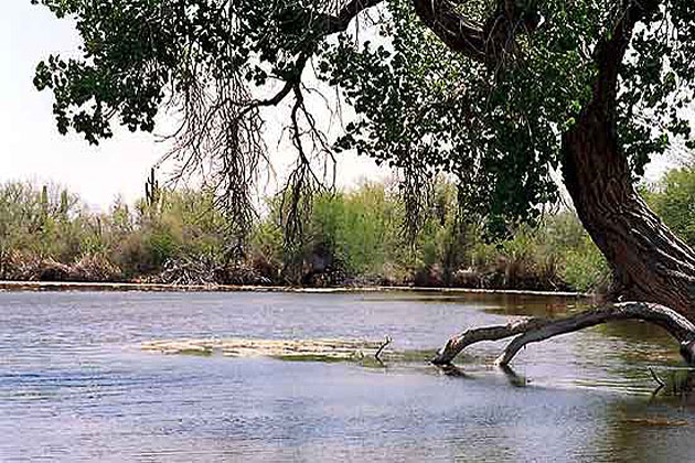 Desert Oasis