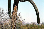 Funky Saguaro