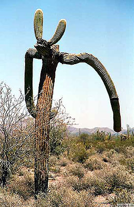 Funky Saguaro