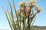 Desert Flora