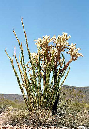 Desert Flora