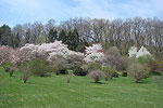 Cherry Blossoms - Allentown