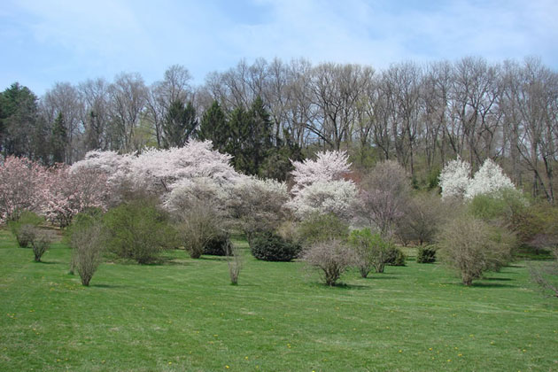 Cherry Blossoms - Allentown