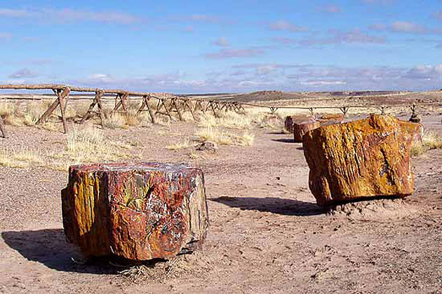 Petrified Wood