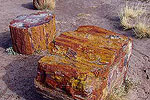 Petrified Wood